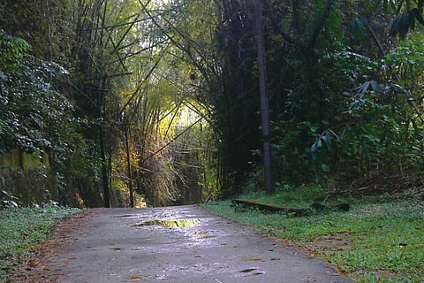 ഒമ്പതു ദശാബ്ദത്തിനുശേഷം
അദൃശ്യമായ പക്ഷിയെ തേടി കാട്ടുപാതയിലൂടെ