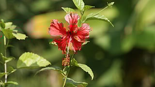 hibiscus