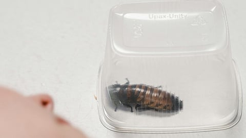 cockroach