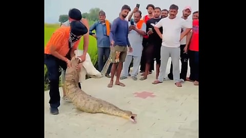 Nilgai calf swallowed by a python