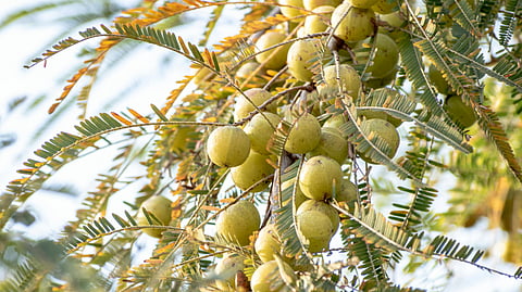 Indian Gooseberry Benefits
