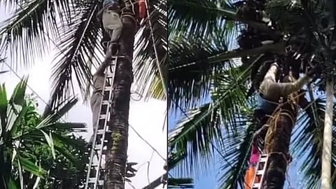 Caught in a machine while climbing a coconut rescue