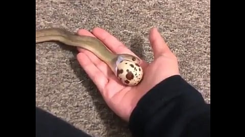 snake video
