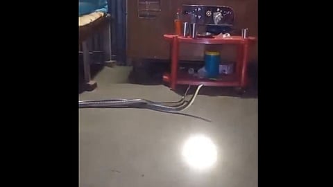 TWO KRAIT FOUND IN BEDROOM