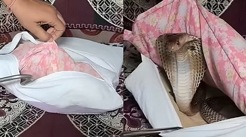 Man finds cobra hiding in sofa cover. Chilling video captures nerve-wracking rescue