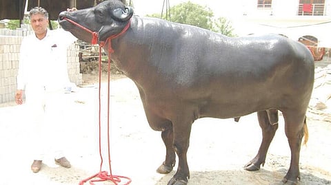 7ft tall Murrah Buffalo 'Gholu-2'