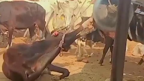 Cow tied to tractor and dragged in UP village