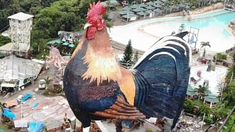 rooster building
