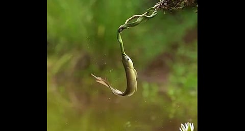 SNAKE- FISH FIGHT