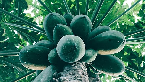 papaya