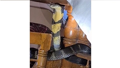 KING COBRA