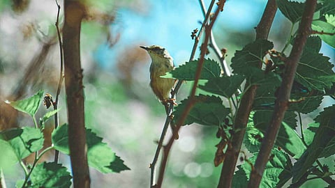 song bird