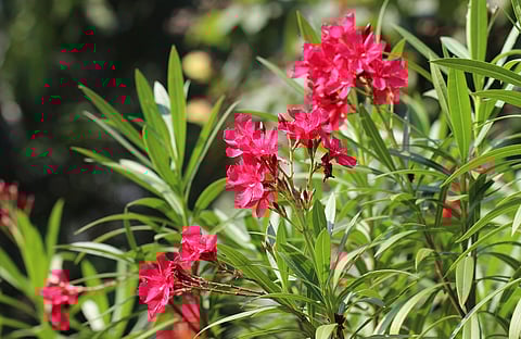 അരളി വിഷസസ്യമാണെന്നത് പുതിയ അറിവല്ല; അരളി മാത്രമാണോ പ്രതി?