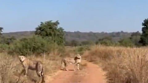 2 Male Cheetahs Released Into Open Wild Areas At Kuno National Park