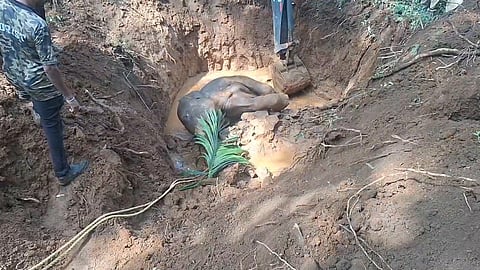 elephant fell in septic tank in thrissur