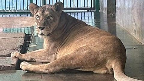 മൃഗശാലയിലെ ഗ്രേസി എന്ന പെണ്സിംഹം