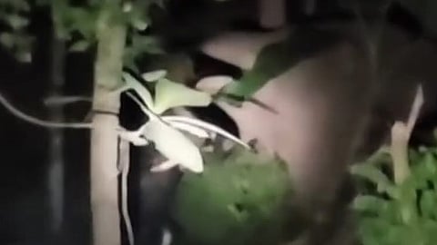 കുങ്കിയാനയെ കുത്തി വീഴ്ത്തിയ ഒറ്റയാൻ