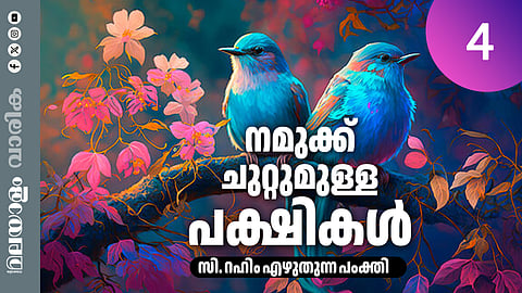 മുട്ടയും കുഞ്ഞുങ്ങളേയും കട്ടെടുത്തു തിന്നുന്ന പക്ഷി,  കാട്ടൂഞ്ഞാലിക്കിളികളുടെ വിശേഷങ്ങളറിയാം