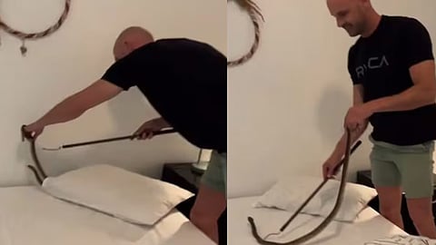 തലയിണയ്ക്കടിയില് ഉഗ്ര വിഷമുള്ള കേപ് കോബ്ര-വിഡിയോ