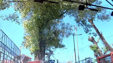 A banyan tree caught fire in Sabarimala.