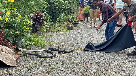 king cobra caught