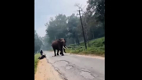 elephant attack