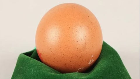 പൂര്ണ ഗോളാകൃതിയിലുള്ള മുട്ടയാണെന്നതാണ് ഇതിന്റെ പ്രത്യേകത