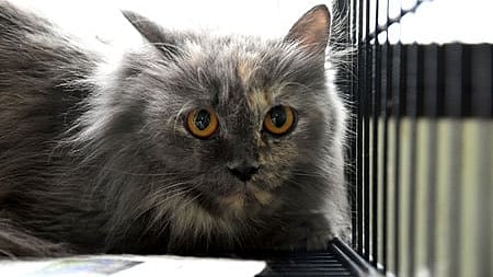 Cats May Carry Deadly Bird Flu To Humans