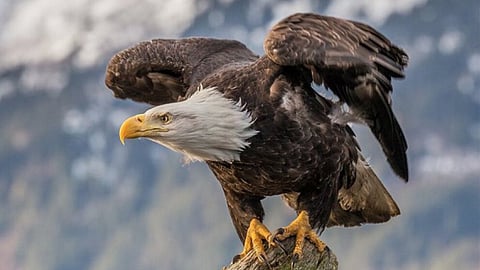 bald eagle