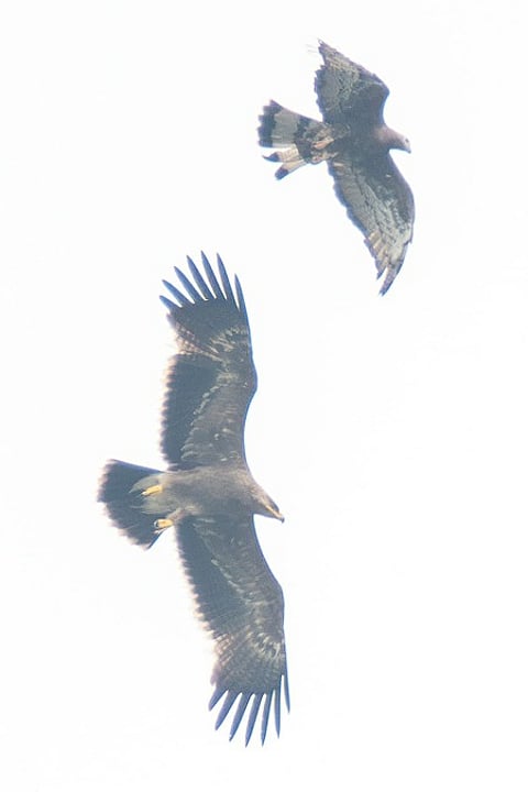 This time instead of beef, the hawk has a chicken party