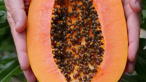 papaya