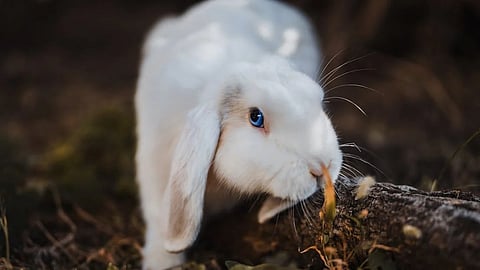 അമേരിക്കയില് റാബിറ്റ് ഫിവര് വ്യാപിക്കുന്നു, മൃഗങ്ങളില് നിന്ന് പകരുന്ന ഈ രോഗത്തെ അറിയാം