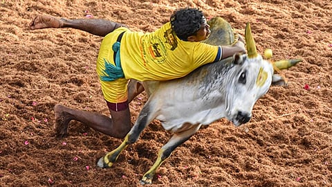 'Avaniyapuram' Jallikattu begins, tractor, car on prize list .