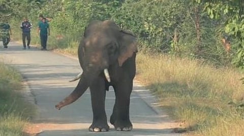 project to track movement of wild animals via radio in Madhya Pradesh