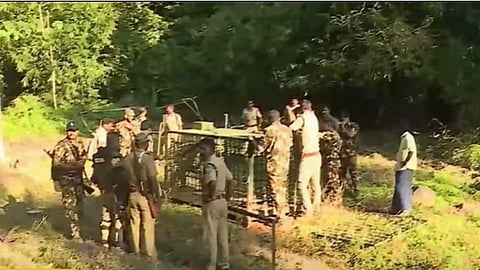 wayanad tiger attack