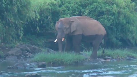 elephant found with head injury; on the banks of Chalakudy river