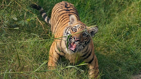 'People should not go out, shops should be closed'; Curfew announced in Pancharakolli area extended