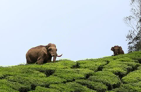 മനുഷ്യന്-വന്യജീവി സംഘര്ഷം
അതിരുവിടുമ്പോള്