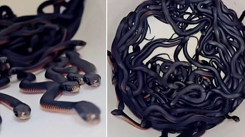 കാണുമ്പോള് ഞെട്ടും; ഒന്നല്ല, നൂറ് പാമ്പുകളെയാണ് ഈ വീട്ടുവളപ്പില് നിന്നു കണ്ടെത്തിയത്