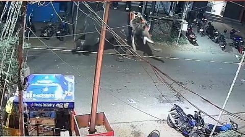 Elephant turn violent; man died