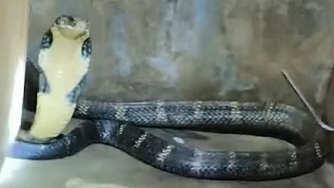 king cobra found in home bathroom
