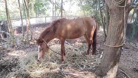Owner abandoned horse, causing nuisance to locals in Taliparamba; Municipality ties it up