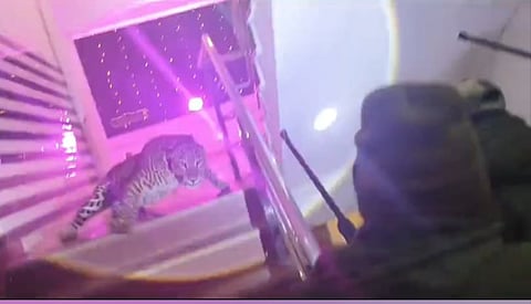 Leopard gatecrashes Lucknow wedding, bride-groom remains stuck in car for hours .