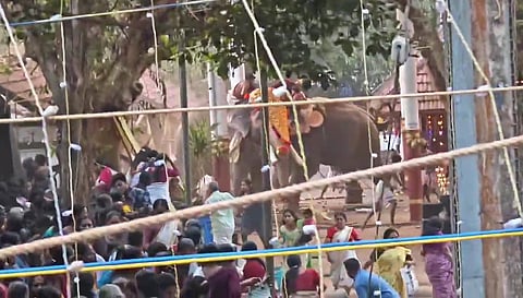 Three die as elephants run amok at temple festival; High Court seeks explanation from Guruvayur Devaswom