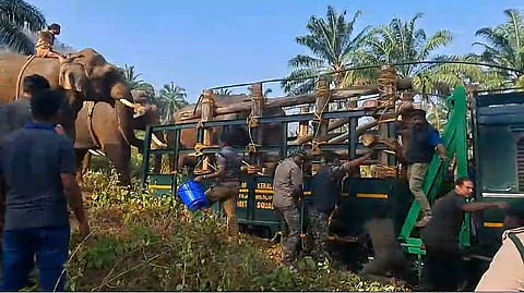 athirappilly injured elephant updation