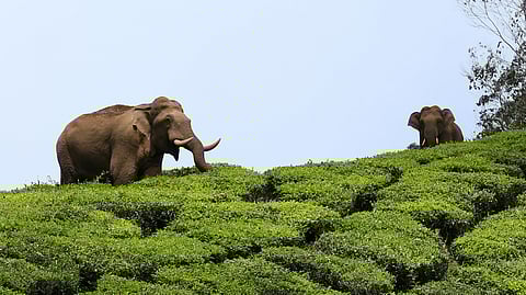 കാട്ടാനക്കലിയില് പൊലിഞ്ഞത് 13 ജീവന്