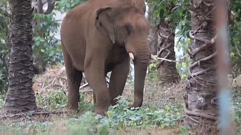 Ezhattumukham Ganapathy drugged and given treatment