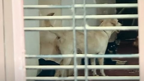 stray dogs inside the house