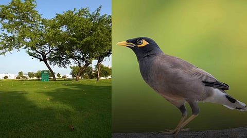 Qatar to capture mynas nearly 28,000 mynas have been caught so far