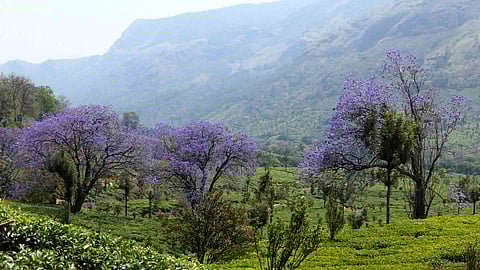jacaranda